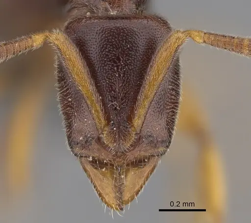Hypoponera tristis specimen CASENT0356437 image casent0356437_2