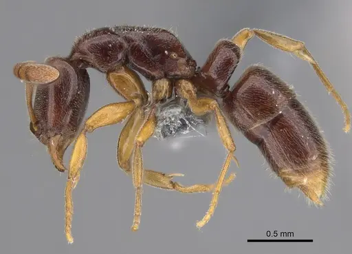 Hypoponera tristis specimen CASENT0356437 image casent0356437_3