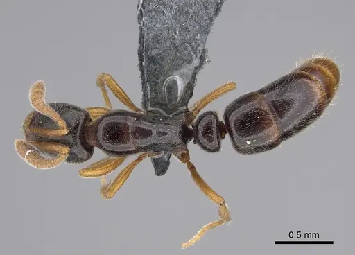 Hypoponera tristis specimen CASENT0361652 image casent0361652_1
