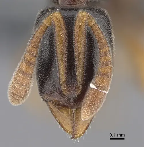 Hypoponera tristis specimen CASENT0361652 image casent0361652_2