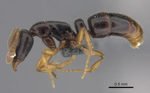 Hypoponera tristis specimen CASENT0361652 image casent0361652_3