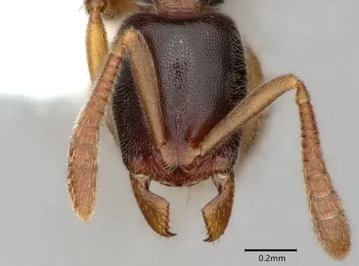 Hypoponera tristis specimen CASENT0882089 image casent0882089_3