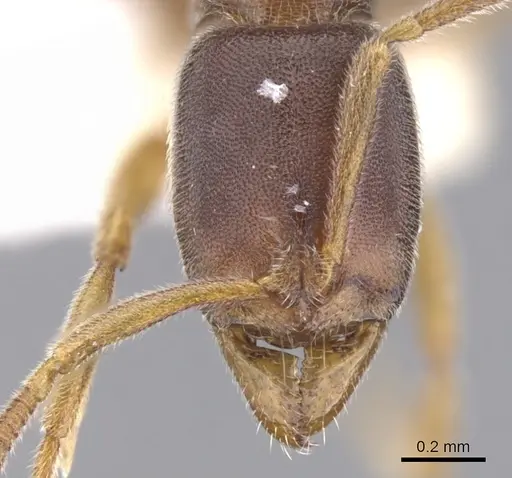 Hypoponera tristis specimen CASENT0902556 image casent0902556_2
