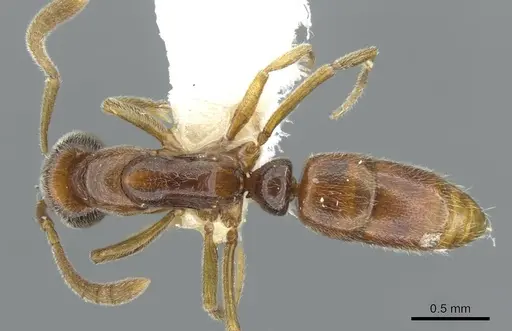 Hypoponera tristis specimen CASENT0911179 image casent0911179_1
