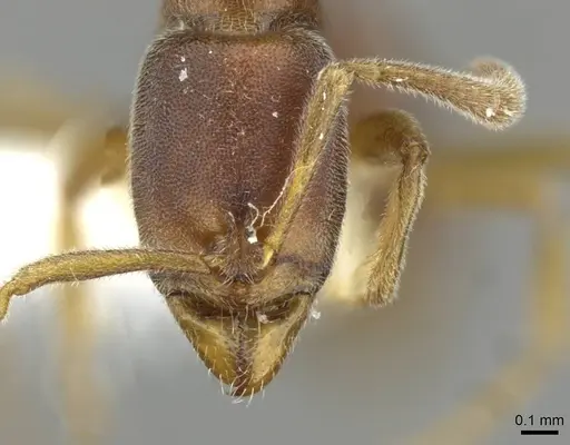 Hypoponera tristis specimen CASENT0911179 image casent0911179_2