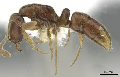Hypoponera tristis specimen CASENT0911179 image casent0911179_3