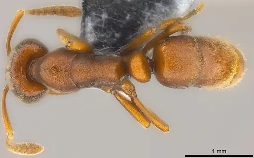 Hypoponera turaga specimen CASENT0186517 image casent0186517_1