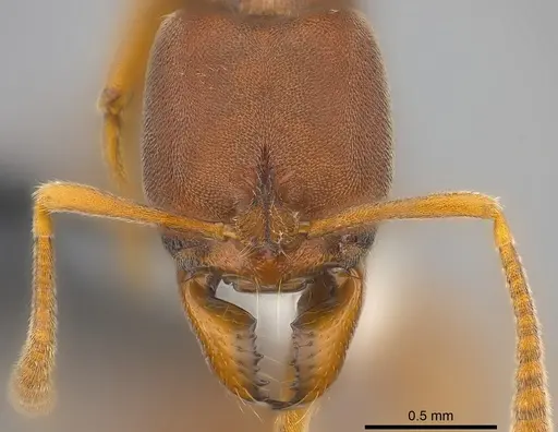 Hypoponera turaga specimen CASENT0186517 image casent0186517_2