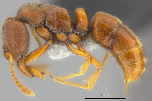 Hypoponera turaga specimen CASENT0186517 image casent0186517_3