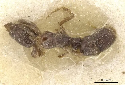 Hypoponera ursa specimen CASENT0915211 image casent0915211_1
