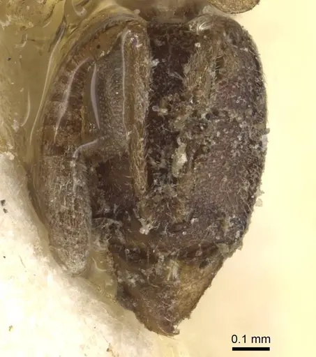 Hypoponera ursa specimen CASENT0915211 image casent0915211_2