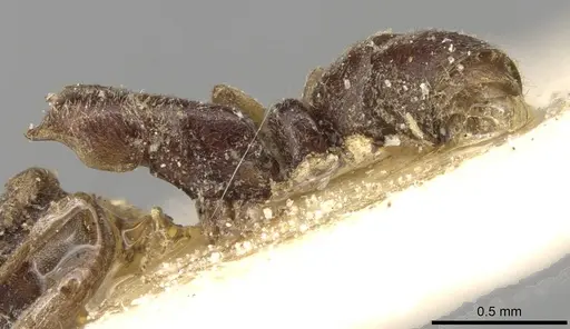 Hypoponera ursa specimen CASENT0915211 image casent0915211_3