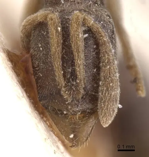 Hypoponera ursa specimen RMCAENT000017730 image rmcaent000017730_2