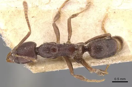 Hypoponera vanreesi specimen CASENT0907328 image casent0907328_1