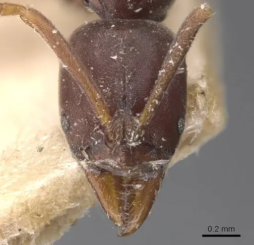 Hypoponera vanreesi specimen CASENT0907328 image casent0907328_2