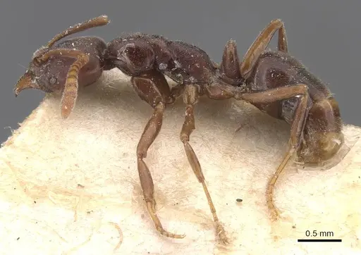 Hypoponera vanreesi specimen CASENT0907328 image casent0907328_3