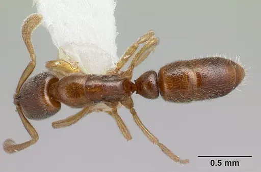 Hypoponera venusta specimen CASENT0226548 image casent0226548_1
