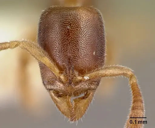 Hypoponera venusta specimen CASENT0226548 image casent0226548_2