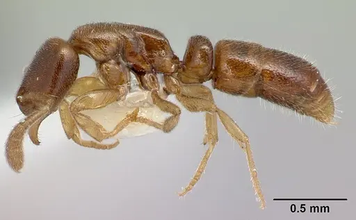Hypoponera venusta specimen CASENT0226548 image casent0226548_3
