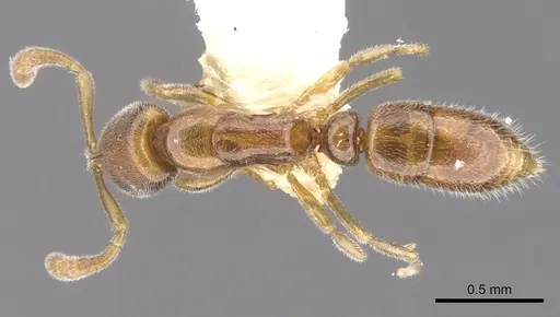 Hypoponera venusta specimen CASENT0902549 image casent0902549_1