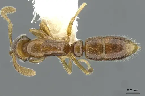 Hypoponera venusta specimen CASENT0911180 image casent0911180_1