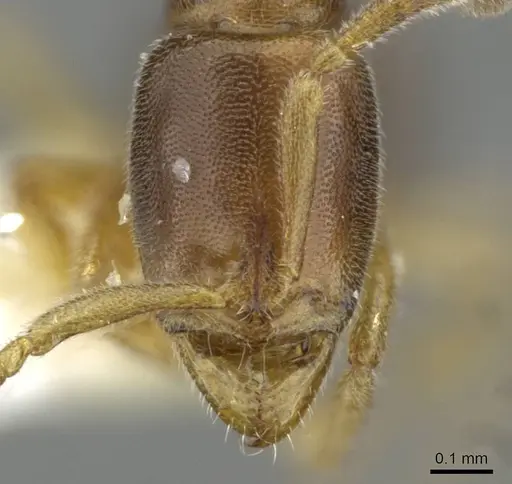 Hypoponera venusta specimen CASENT0911180 image casent0911180_2