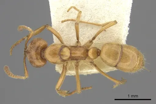 Hypoponera vitiensis specimen CASENT0260379 image casent0260379_1