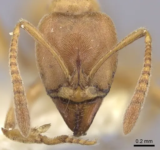 Hypoponera vitiensis specimen CASENT0260379 image casent0260379_2