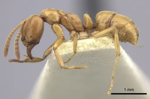 Hypoponera vitiensis specimen CASENT0260379 image casent0260379_3