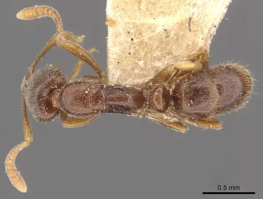 Hypoponera wroughtonii specimen CASENT0907308 image casent0907308_1