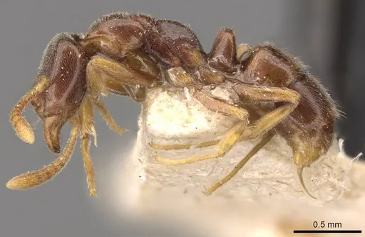 Hypoponera wroughtonii specimen CASENT0907308 image casent0907308_3