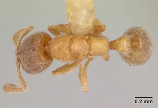 Hypoponera zwaluwenburgi specimen CASENT0173924 image casent0173924_1