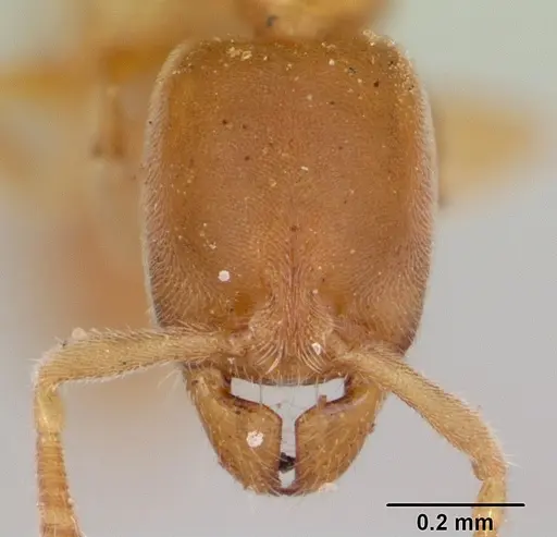 Hypoponera zwaluwenburgi specimen CASENT0173924 image casent0173924_2