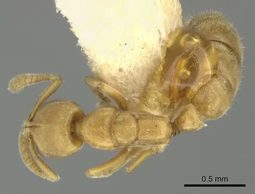 Hypoponera zwaluwenburgi specimen CASENT0249112 image casent0249112_1