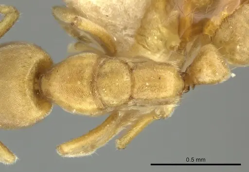 Hypoponera zwaluwenburgi specimen CASENT0249112 image casent0249112_2