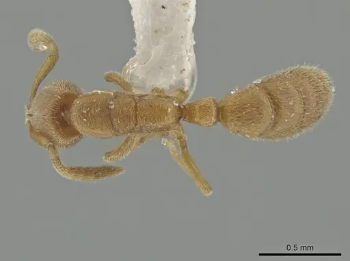 Hypoponera zwaluwenburgi specimen ZRC image zrc_ent00027944_1
