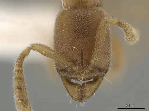 Hypoponera zwaluwenburgi specimen ZRC image zrc_ent00027944_2