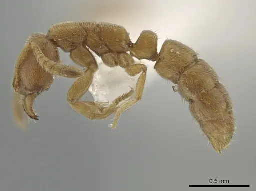 Hypoponera zwaluwenburgi specimen ZRC image zrc_ent00027944_3