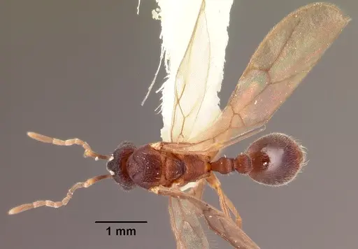 Indomyrma dasypyx specimen CASENT0101922 image casent0101922_1