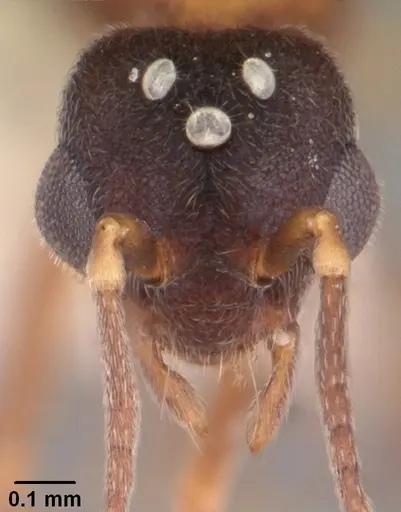 Indomyrma dasypyx specimen CASENT0101922 image casent0101922_2