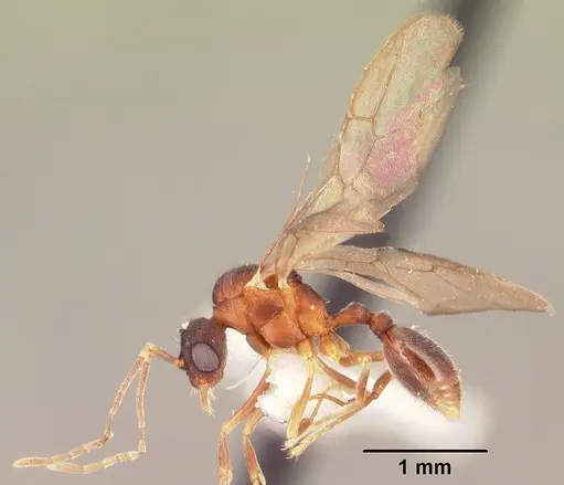 Indomyrma dasypyx specimen CASENT0101922 image casent0101922_3