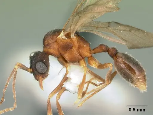 Indomyrma dasypyx specimen CASENT0101922 image casent0101922_4
