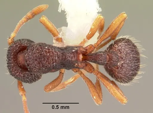 Indomyrma dasypyx specimen CASENT0101964 image casent0101964_1