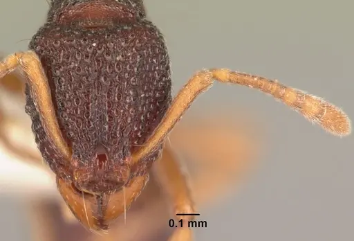 Indomyrma dasypyx specimen CASENT0101964 image casent0101964_2