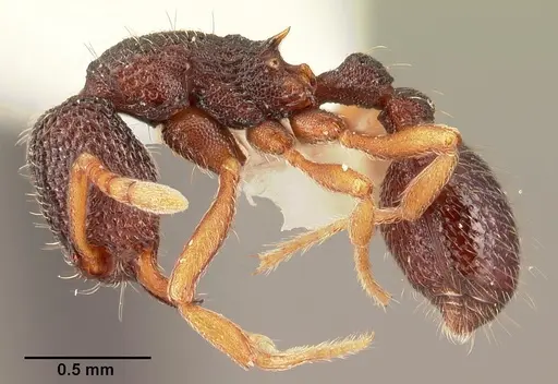 Indomyrma dasypyx specimen CASENT0101964 image casent0101964_3