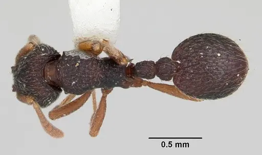 Indomyrma dasypyx specimen CASENT0104325 image casent0104325_1