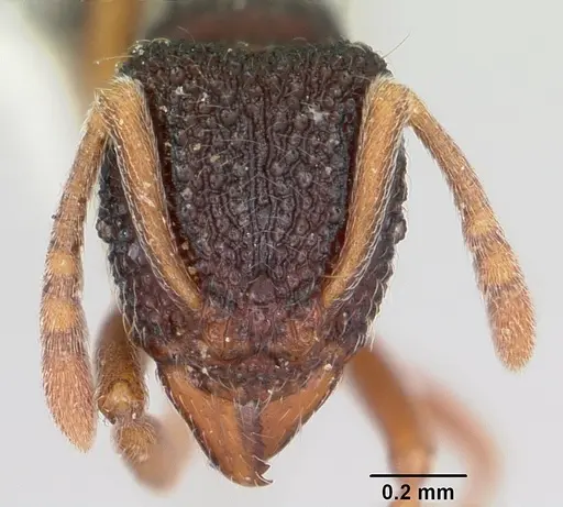 Indomyrma dasypyx specimen CASENT0104325 image casent0104325_2
