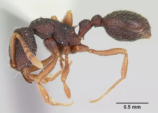 Indomyrma dasypyx specimen CASENT0104325 image casent0104325_3