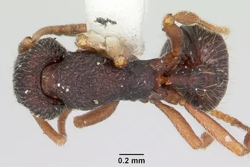 Indomyrma dasypyx specimen CASENT0104914 image casent0104914_1