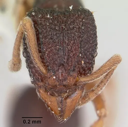 Indomyrma dasypyx specimen CASENT0104914 image casent0104914_2